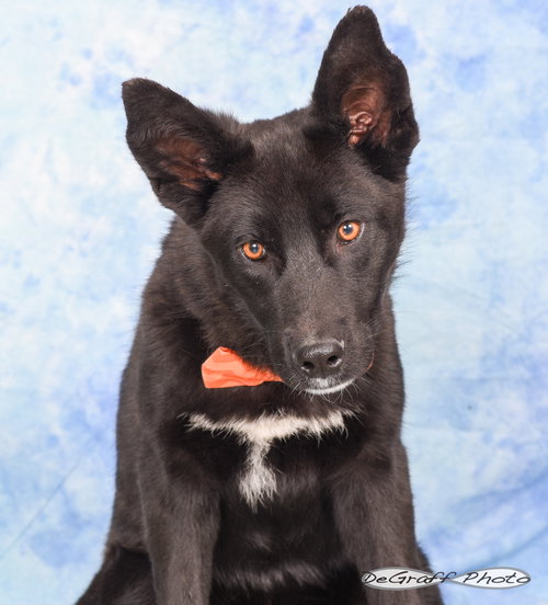 BATMAN - Border Collie / Shepherd available for adoption