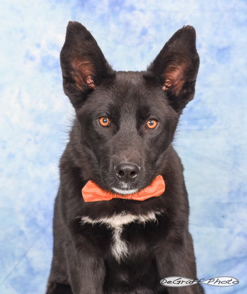 BATMAN - Border Collie / Shepherd available for adoption