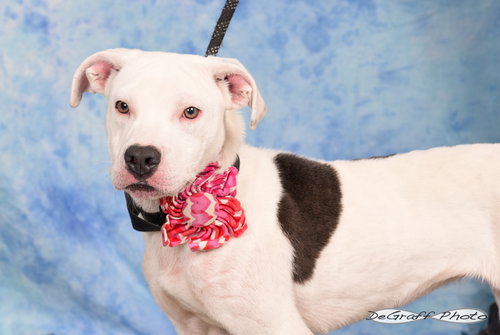 ANGEL - Terrier available for adoption