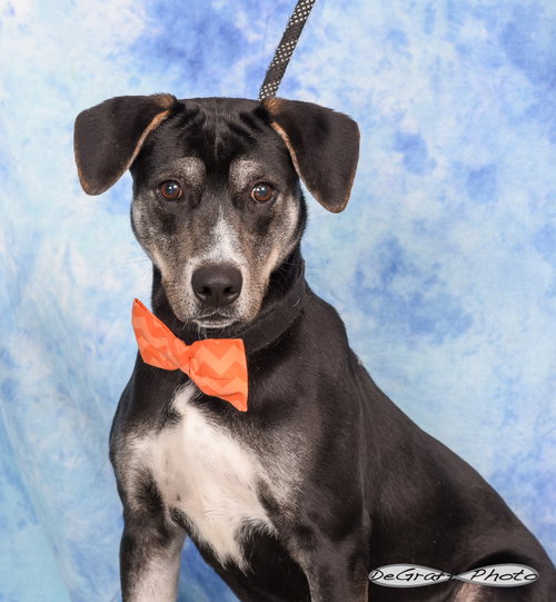 BROK - Terrier / Labrador Retriever available for adoption
