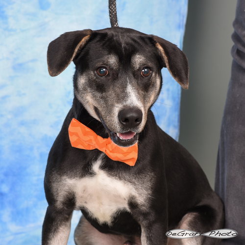 BROK - Terrier / Labrador Retriever available for adoption