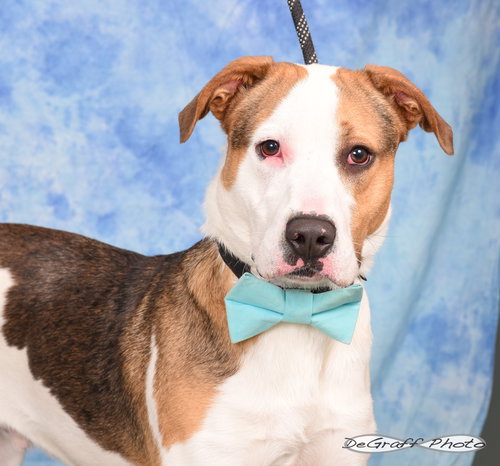 MARTIN - Labrador Retriever available for adoption