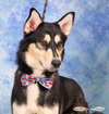Jake - Photo 2