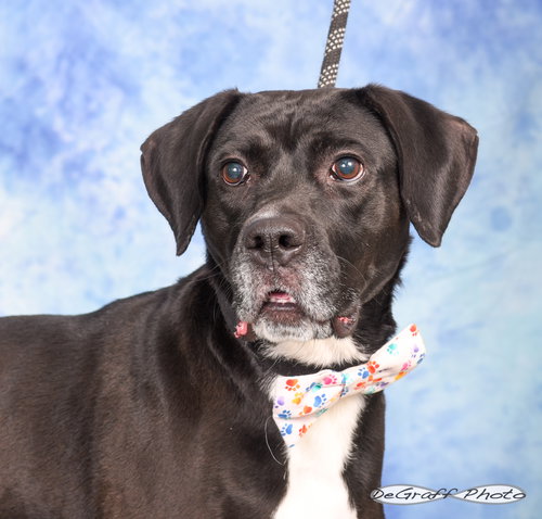AXEL - Boxer / Labrador Retriever available for adoption
