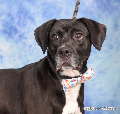 AXEL - Boxer / Labrador Retriever available for adoption