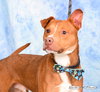 Max - Photo 2