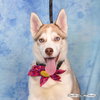 Moxie - Photo 1