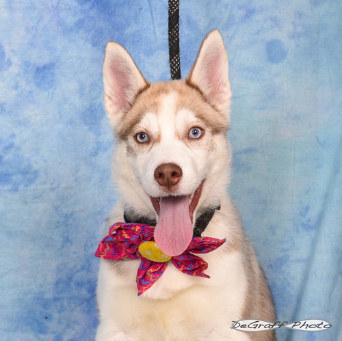 MOXIE - Husky available for adoption