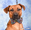 Chuck - Photo 2
