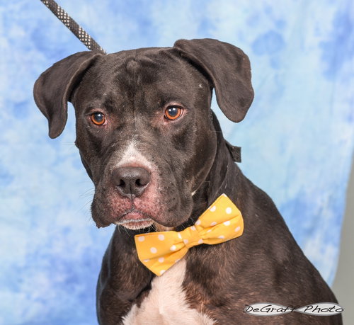 SAMMY - Boxer / Labrador Retriever available for adoption