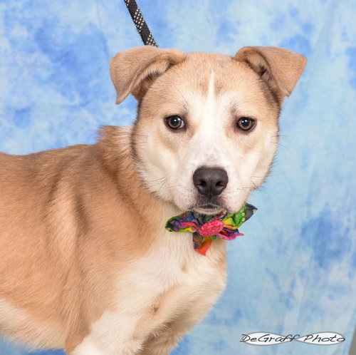 HAZE - Terrier available for adoption