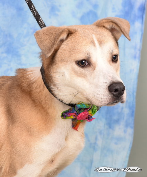 HAZE - Terrier available for adoption
