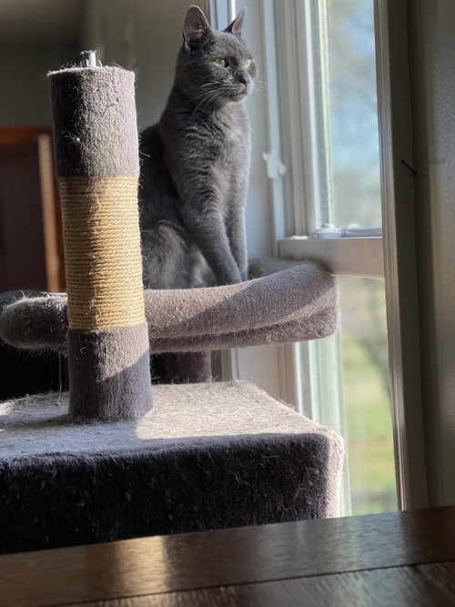 THEODORE - Domestic Short Hair available for adoption