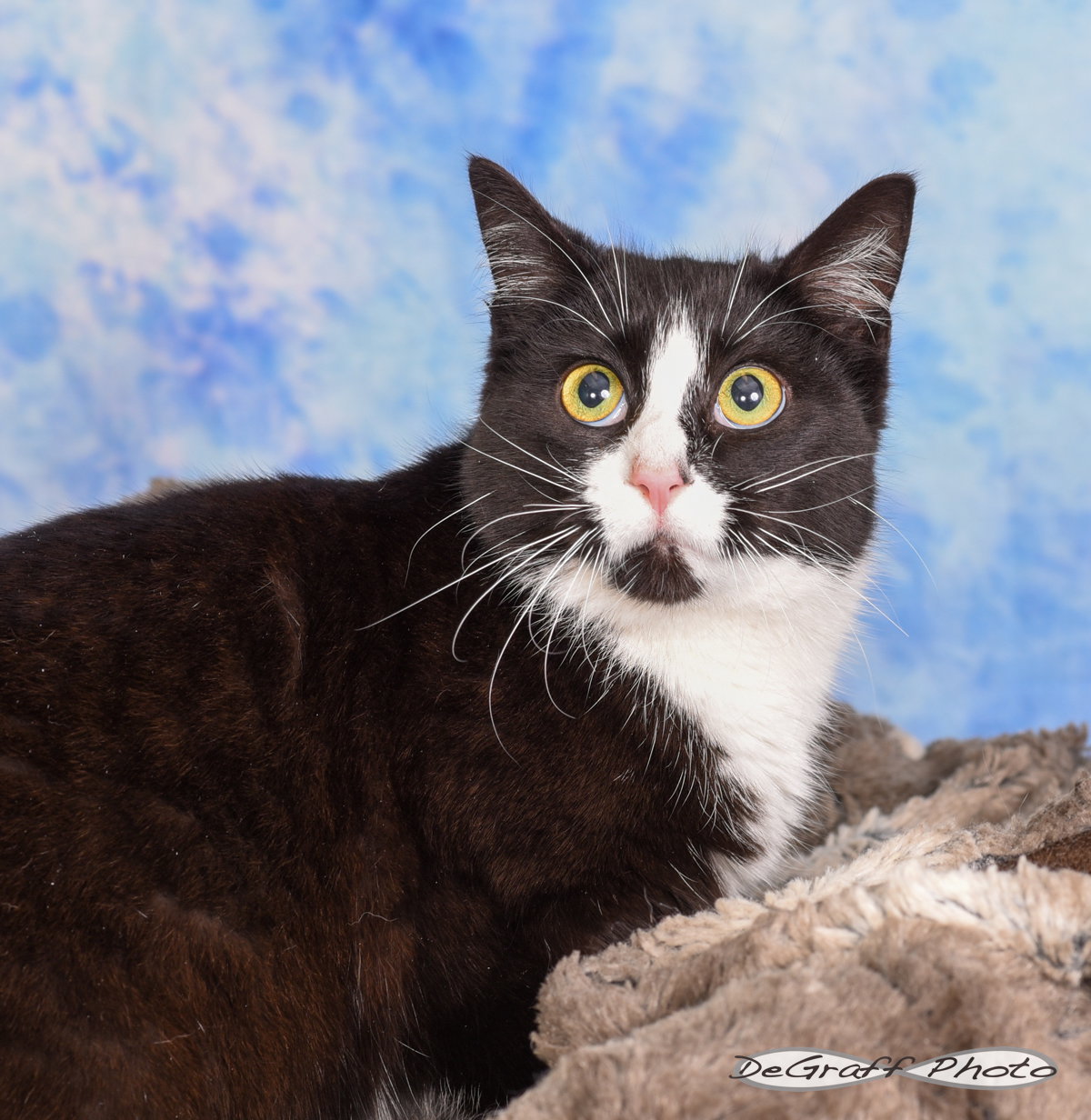 Biscotti Image