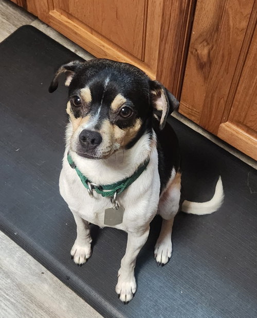 picture of the dog needing adoption