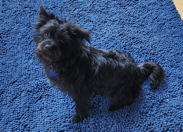 Pixie