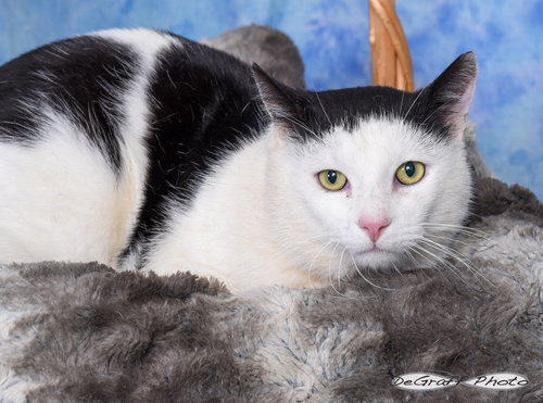 picture of the cat needing adoption
