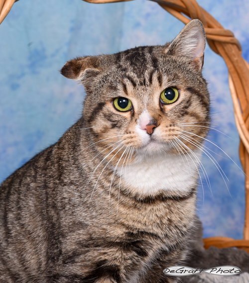 picture of the cat needing adoption