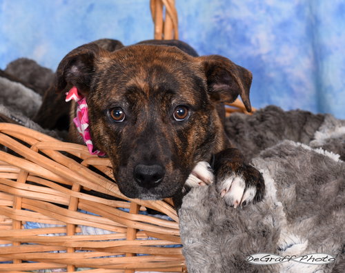 picture of the dog needing adoption