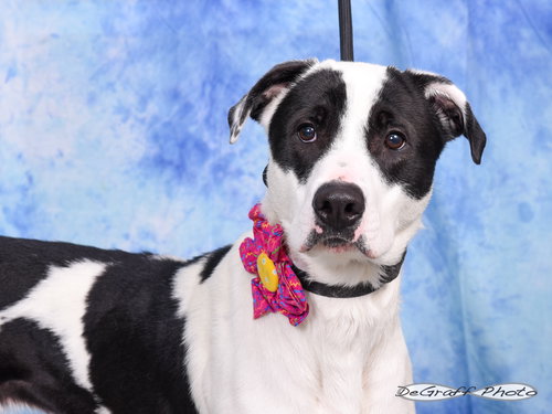 picture of the dog needing adoption