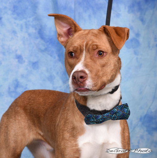 picture of the dog needing adoption