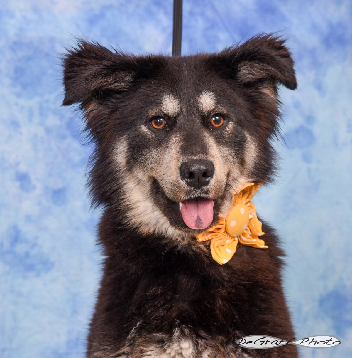 Sheena Image