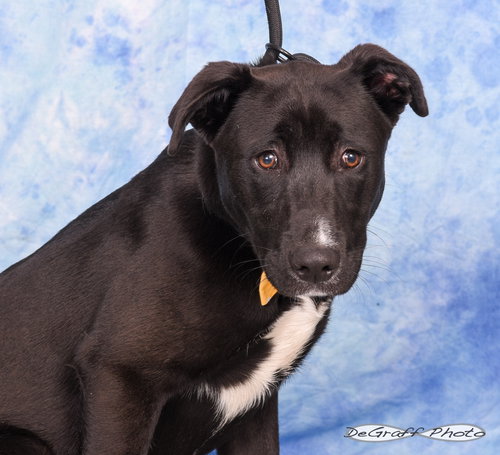 picture of the dog needing adoption
