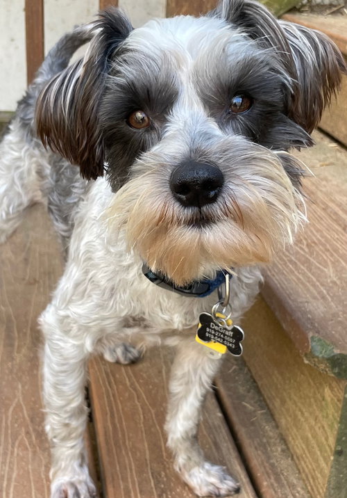 picture of the dog needing adoption