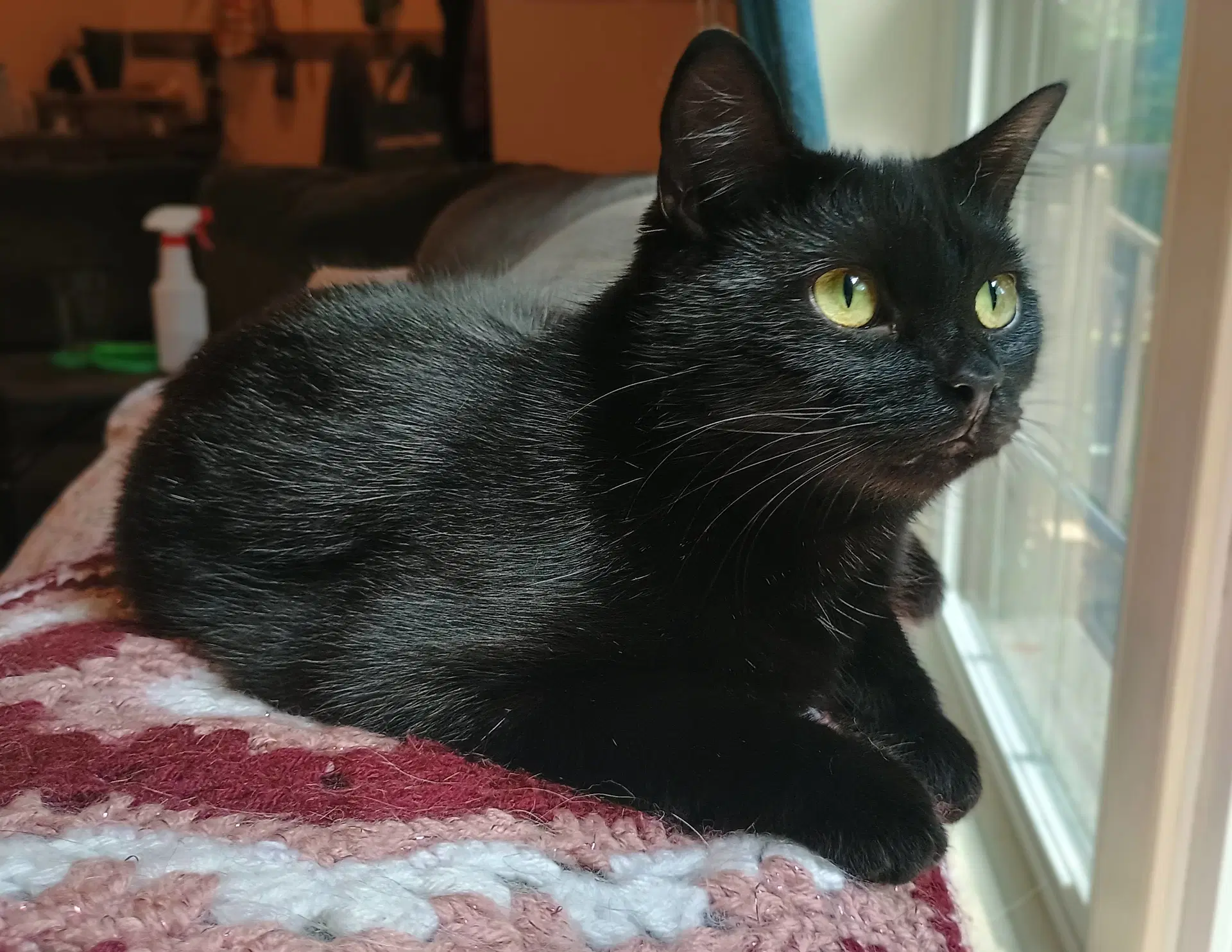 Zelda - Domestic Short Hair