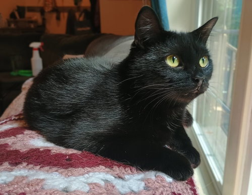 Zelda, a cat for adoption from Chatham Animal Rescue & Education