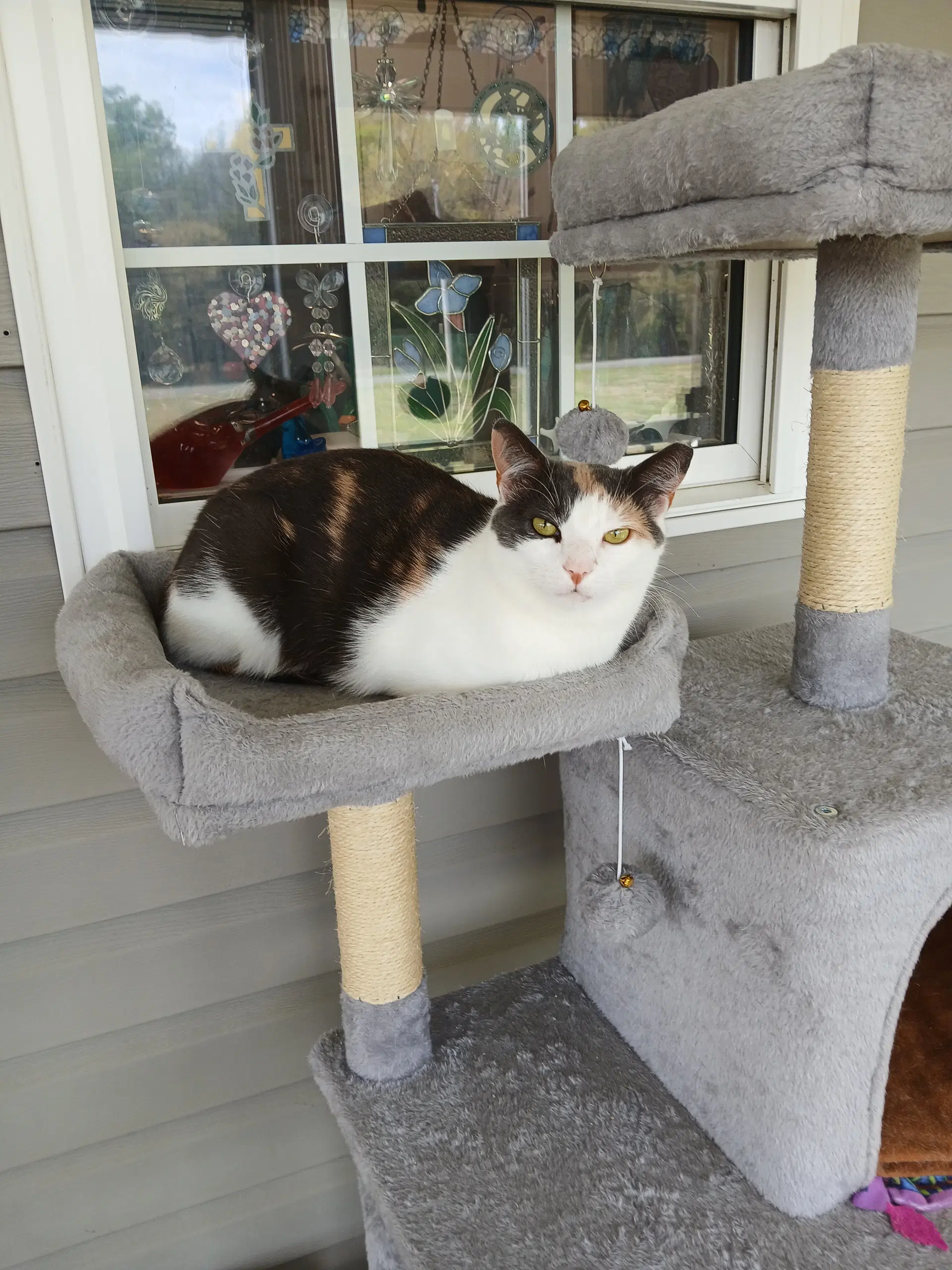 Cozette - Domestic Short Hair