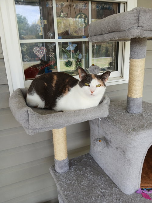 picture of the cat needing adoption