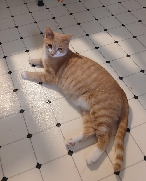 picture of the cat needing adoption
