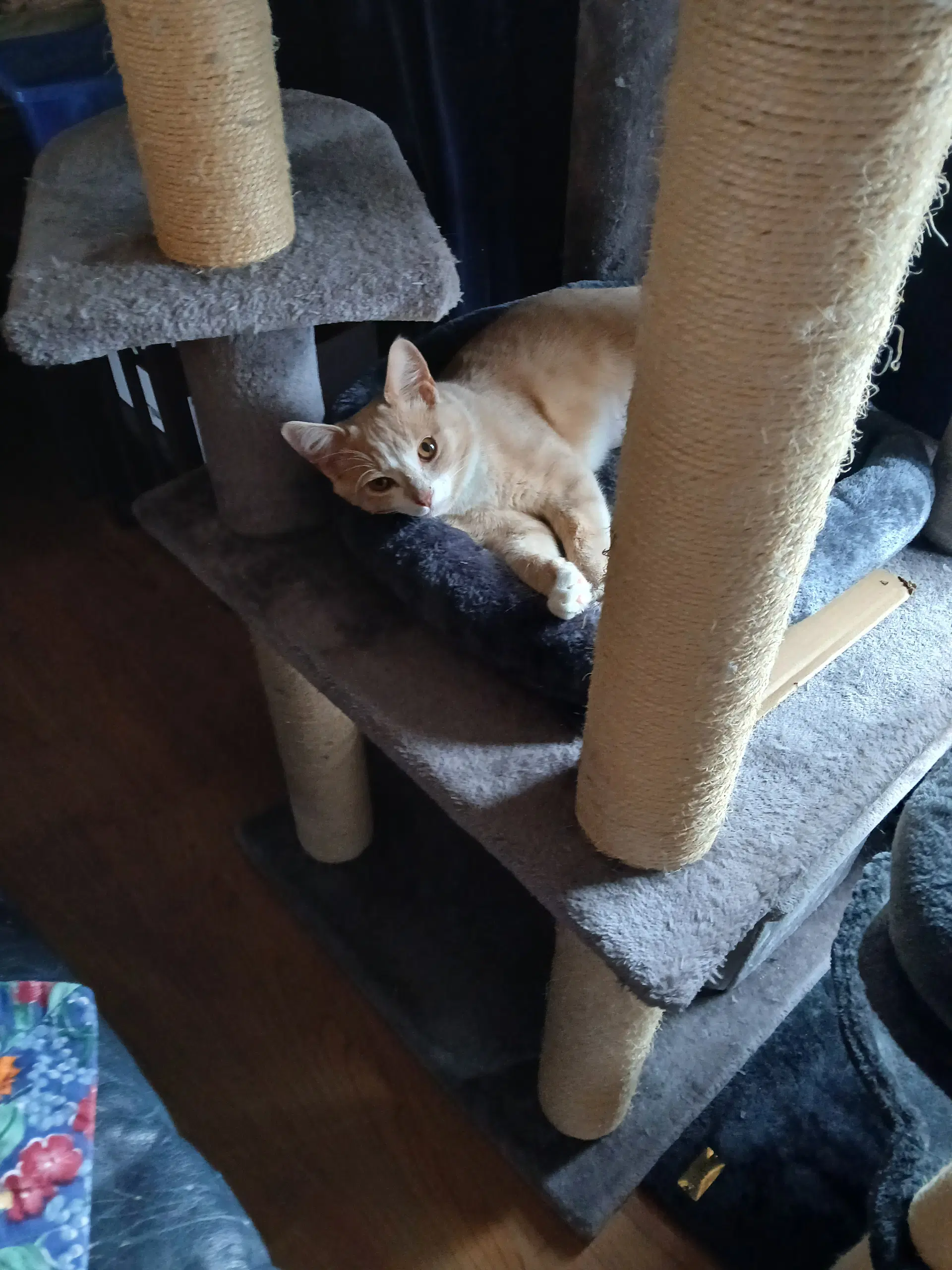 Jill - Domestic Short Hair