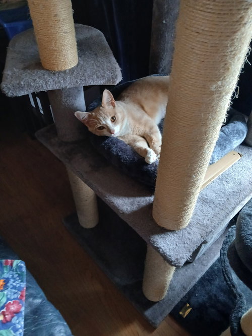picture of the cat needing adoption