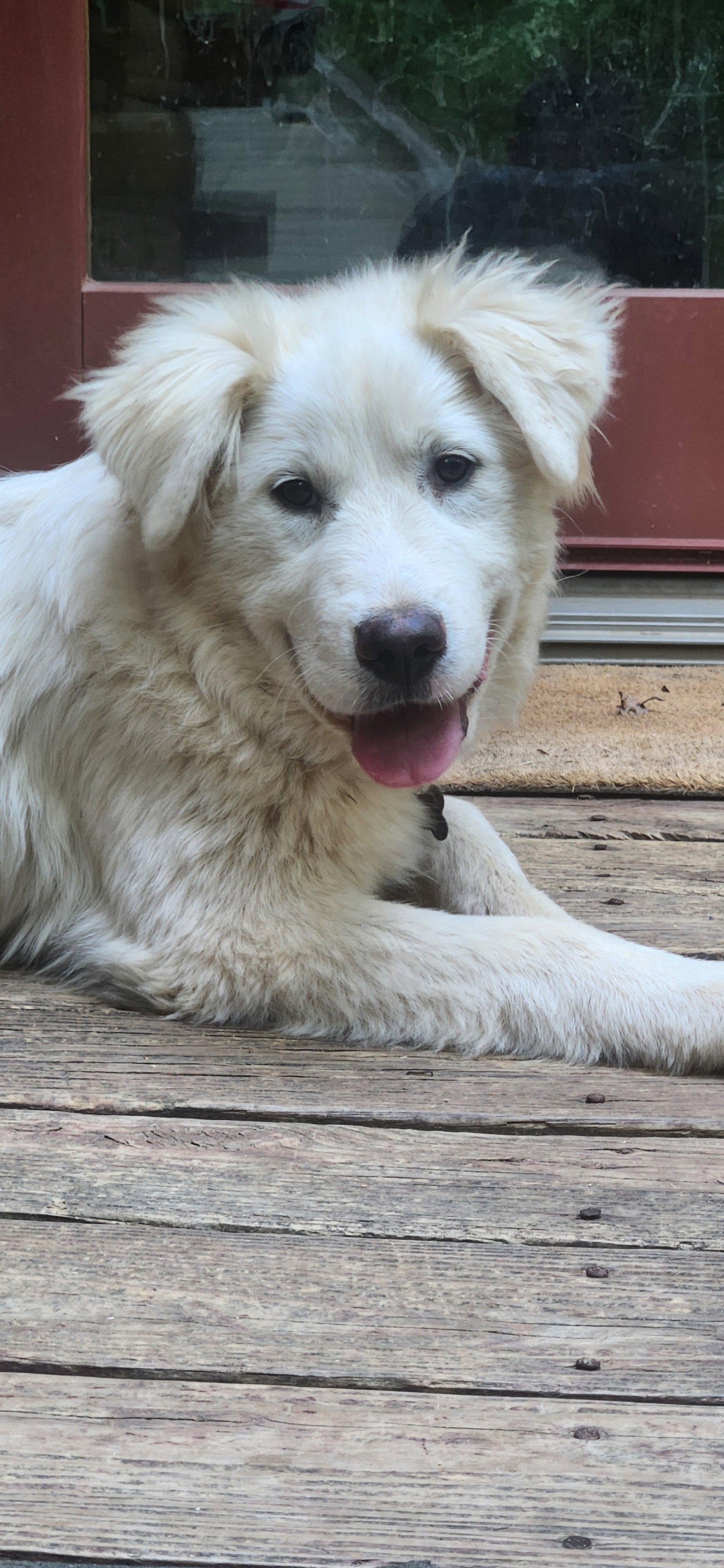 Daphne