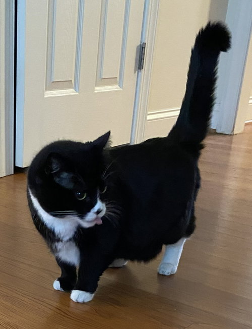 MINDY - Domestic Medium Hair available for adoption
