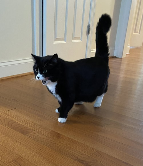 MINDY - Domestic Medium Hair available for adoption