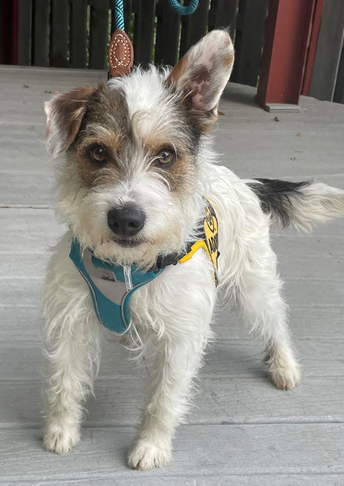 Maximilian (Max), an adoptable Jack Russell Terrier in Pittsboro, NC