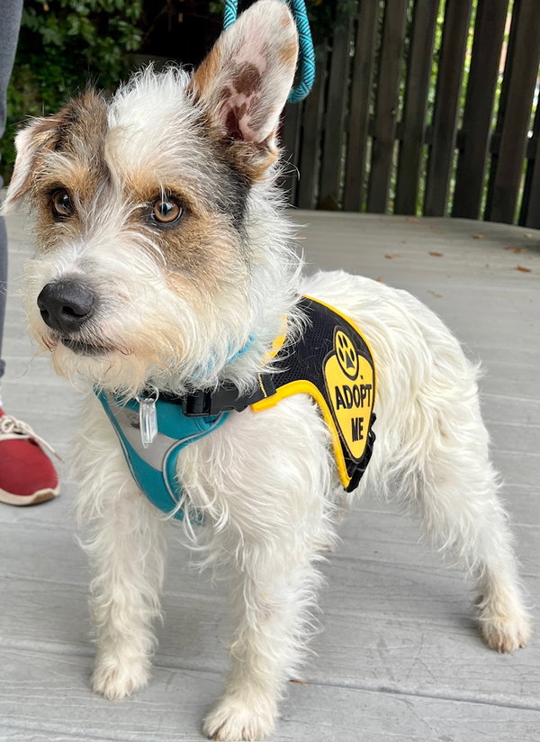 Maximilian (Max)
