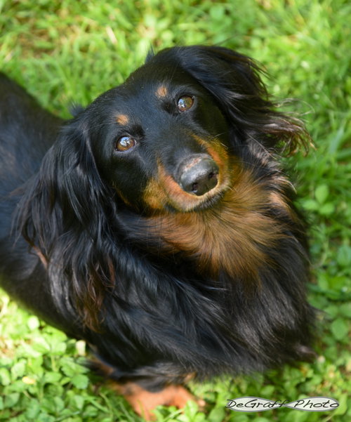 Louie, an adoptable Dachshund in Pittsboro, NC