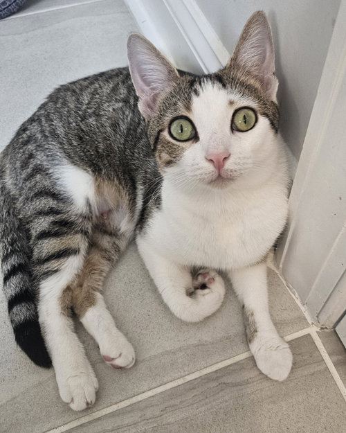 Cupcake, an adoptable Domestic Short Hair in Pittsboro, NC