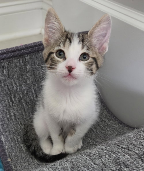 MILKSHAKE - Domestic Short Hair available for adoption