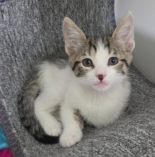 MILKSHAKE - Domestic Short Hair available for adoption