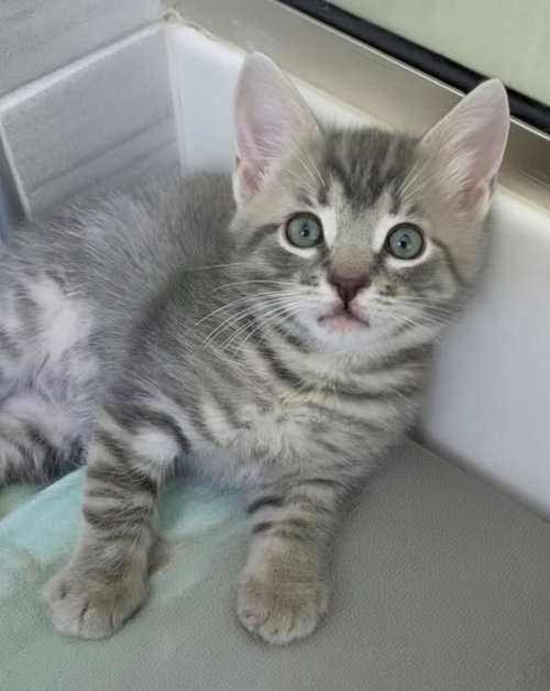 Cheesecake, an adoptable Domestic Short Hair in Pittsboro, NC
