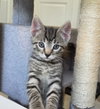 Cookie - Photo 6