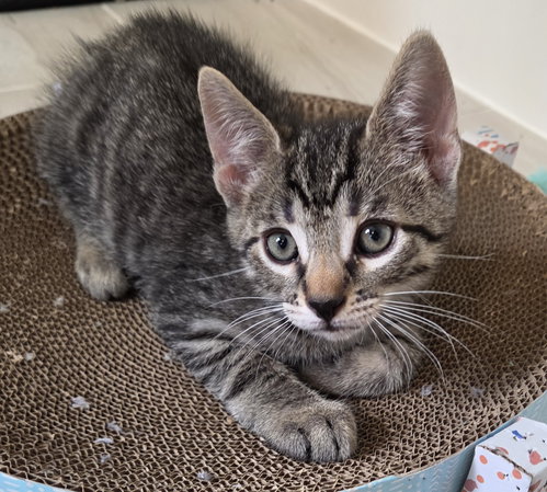 COOKIE - Domestic Short Hair available for adoption