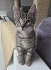 Cookie - Photo 5