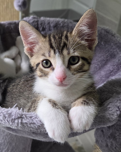 Cannoli, an adoptable Domestic Short Hair in Pittsboro, NC