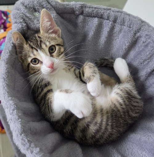 Cannoli, an adoptable Domestic Short Hair in Pittsboro, NC
